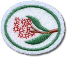 Eucaliptos