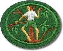 Escalada de Arvores